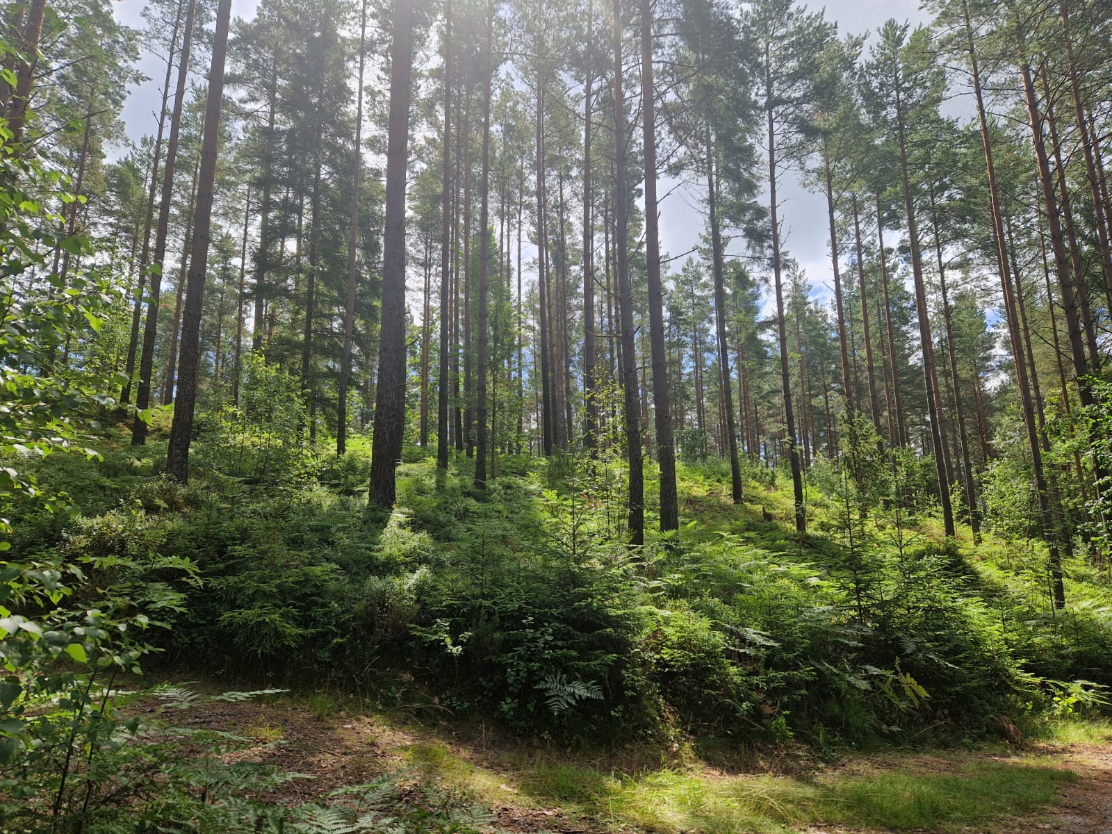 Harz 11